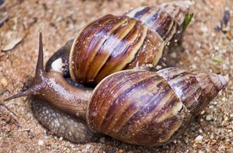 Ministry Urges Ghana To Tap Into $2b Global Snail Industry