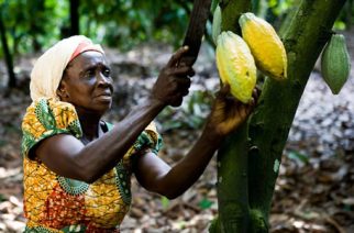 Weather Changes On Cocoa Production – Farmers Feeling The Impact