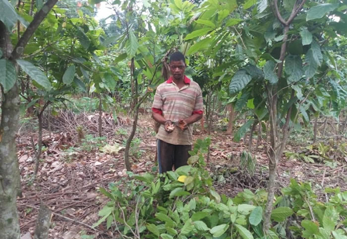 Farmer Fined GHS 2,400 For Farming In Desire Forest Reserve