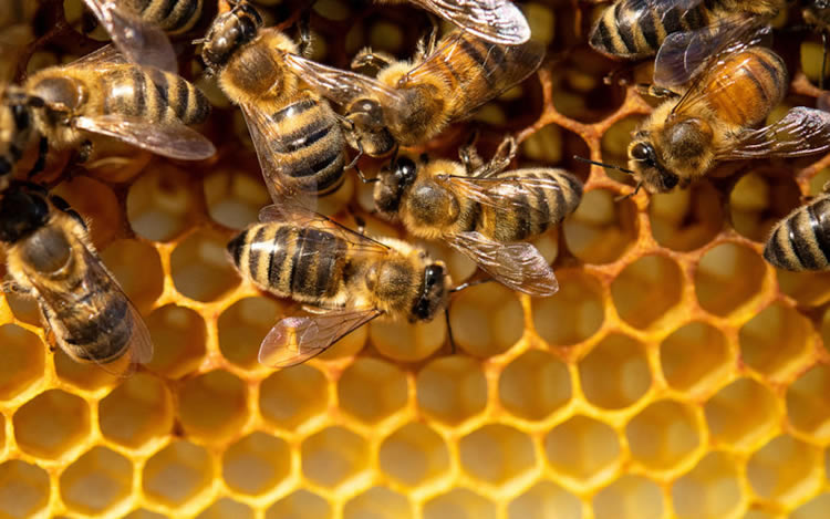 Bee Attack Kills Two Girls, Others Injured