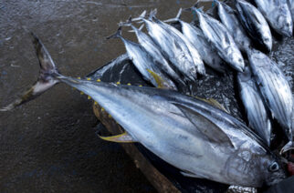 Tuna Shortage Hits Tema Following The Close Season