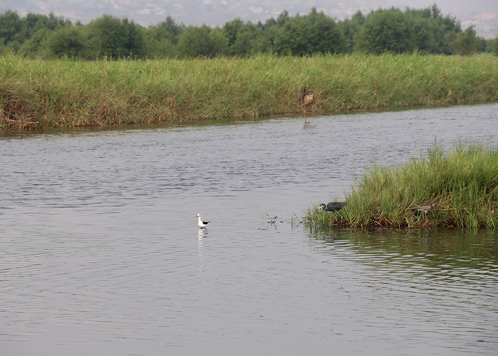 Wetlands are disappearing three times faster than forests – Foresty Commission 